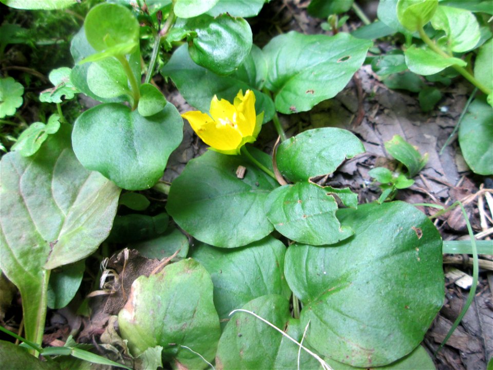 Pfennigkraut (Lysimachia nummularia) im Naturschutzgebiet „Ketscher Rheininsel“