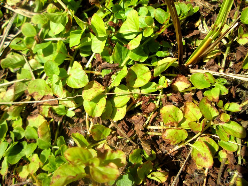 Pfennigkraut (Lysimachia nummularia) im Naturschutzgebiet „St. Arnualer Wiesen“