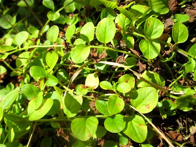 Pfennigkraut (Lysimachia nummularia) im Naturschutzgebiet „St. Arnualer Wiesen“