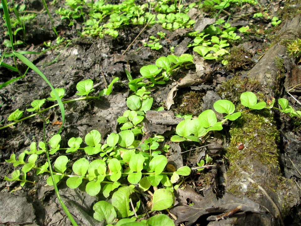 Pfennigkraut (Lysimachia nummularia) im Naturschutzgebiet „St. Arnualer Wiesen“