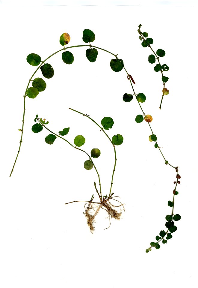 two specimens of Lysimachia nummularia (Primulaceae), "creeping jenny", pressed as herbarium samples and mounted on a white background