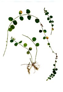 two specimens of Lysimachia nummularia (Primulaceae), "creeping jenny", pressed as herbarium samples and mounted on a white background photo
