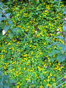 Lysimachia nummularia - vrbina penízková ,foto Podkomorské lesy Česká republika, jižní Morava photo