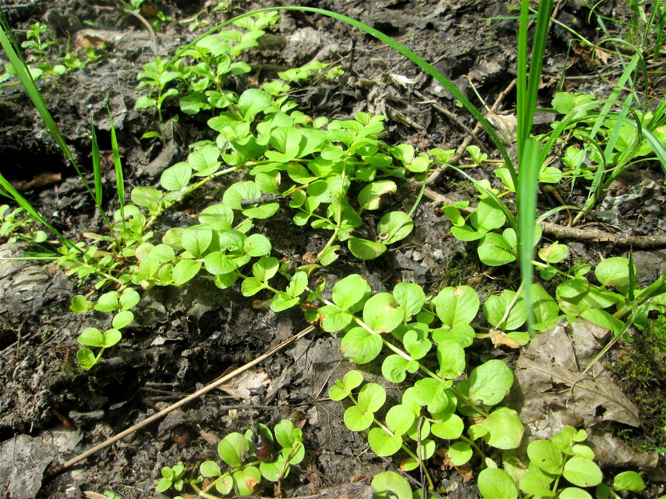 Pfennigkraut (Lysimachia nummularia) im Naturschutzgebiet „St. Arnualer Wiesen“