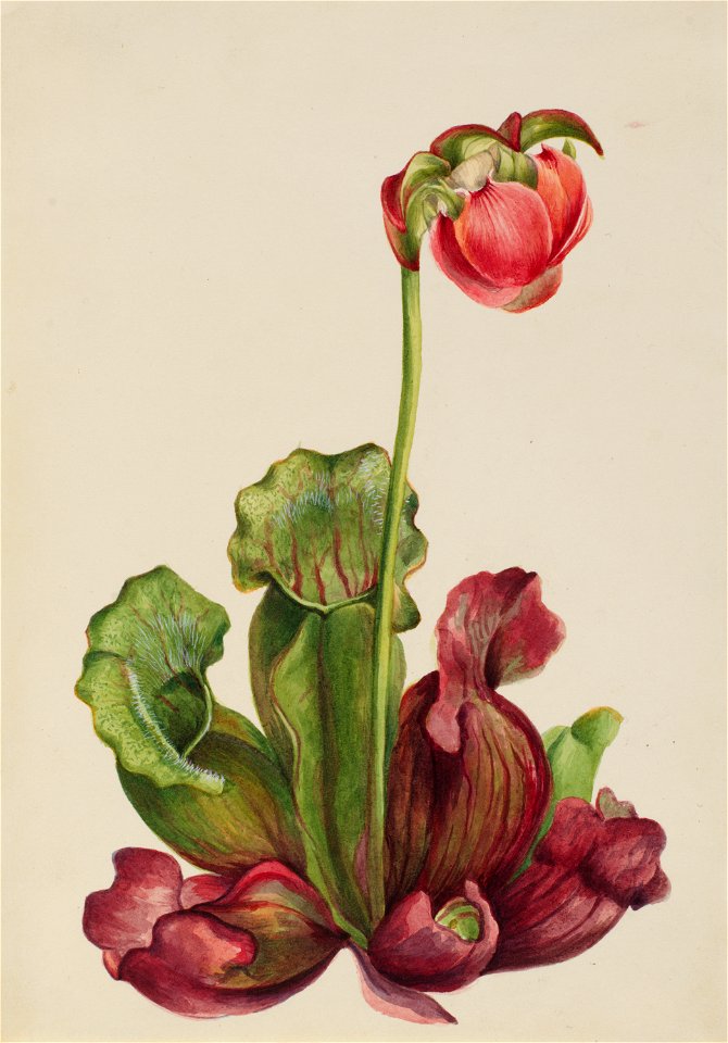 Common Pitcherplant (Sarracenia purpurea venosa)
