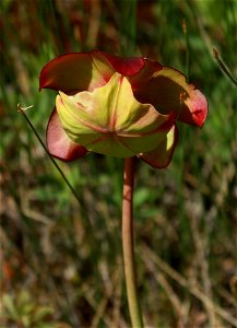 Fleur de sarracénie pourpre (Sarracenia purpurea) photographiée dans un fen de bassin situé entre Saint-Fabien et Le Bic, au Bas-Saint-Laurent, au Bas-Saint-Laurent (Québec).