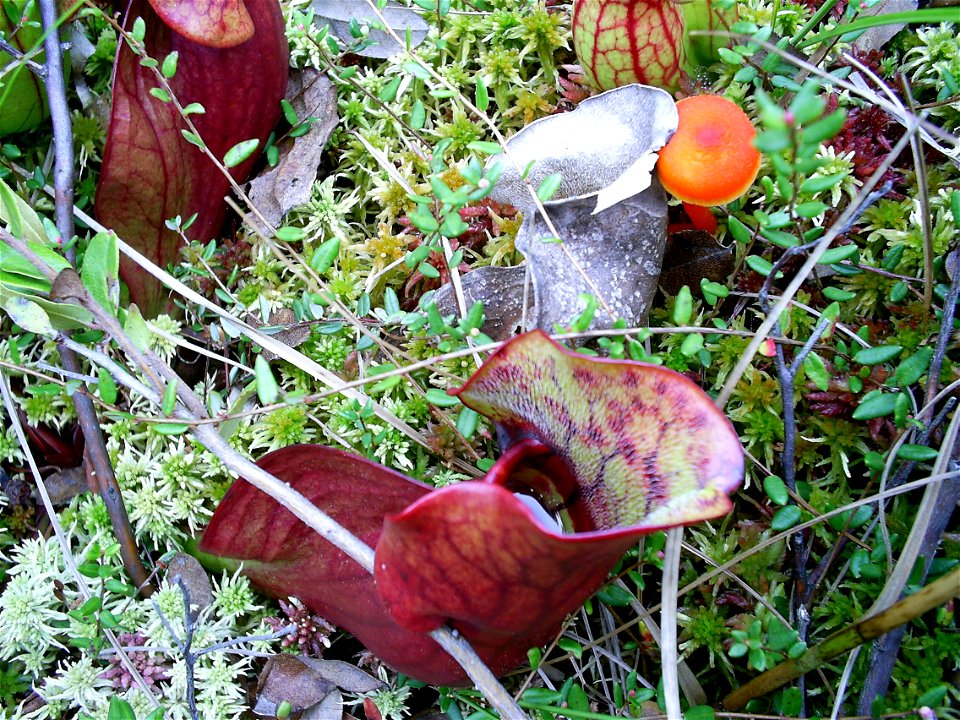 Pitcher plant in a Michigan Bog