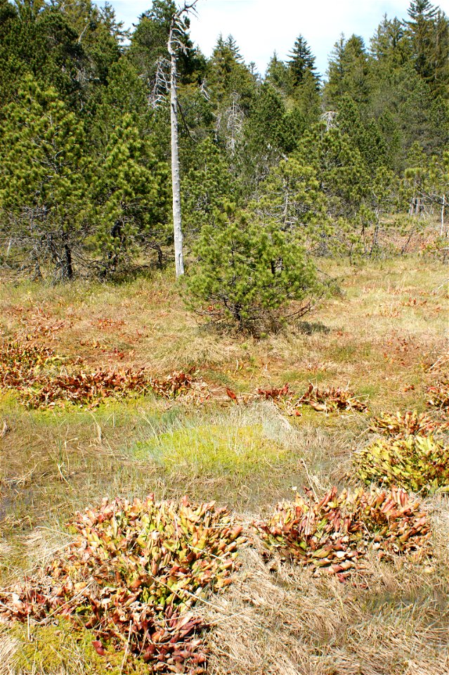 Hochmoor Marais des Tenasses mit fleischfressenden Pflanzen auf Les Pléiades