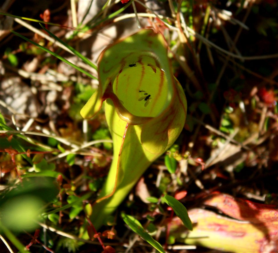 Feuille de sarracénie pourpre (Sarracenia purpurea) vue de dessus, montrant les proies qui flottent encore à la surface du liquide. Photo prise dans un fen de bassin situé entre Saint-Fabien et Le Bic