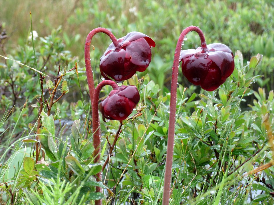 Flowers of the Northern Pitcher Plant (sarracenia purpurea).  Photographed in Cape Breton, Nova Scotia, Canada.