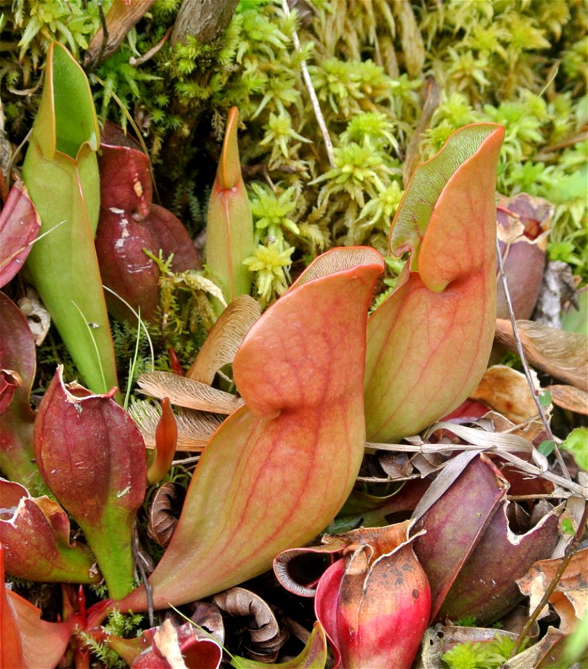 Sarracenia purpurea pitchers at Brown's Lake Bog, Ohio.
