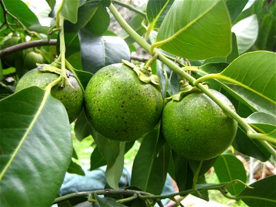 Black Sapote Fruit - Picture taken in Israel.