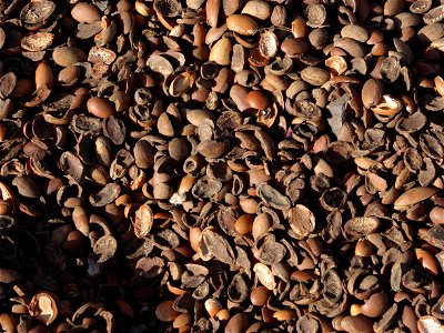 Argan Seeds