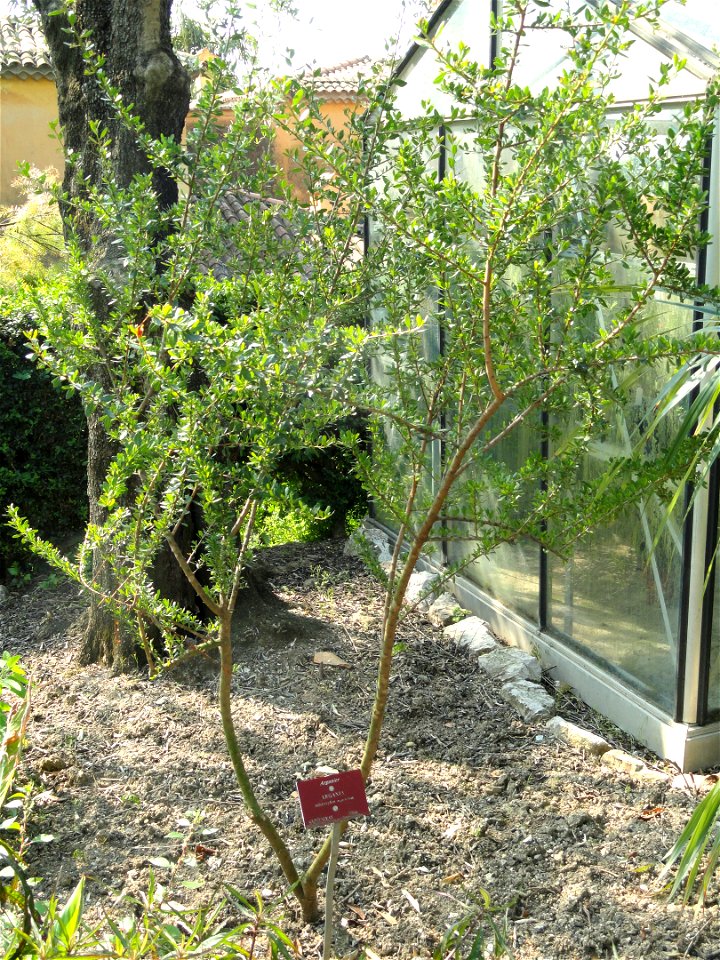 Argania spinosa (syn. A. sideroxylon) specimen in the Jardin botanique du Val Rahmeh, Menton, Alpes-Maritimes, France.