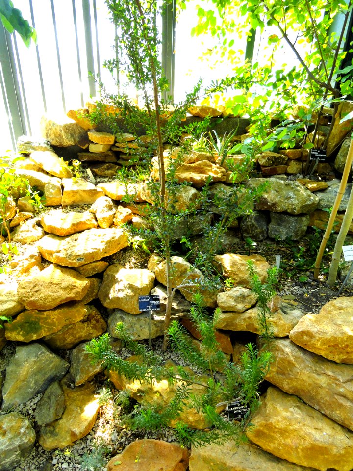 Argania spinosa specimen in the Jardin Botanique de Lyon, Parc de la Tête d'Or, Lyon, France.