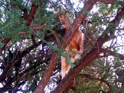 Goat climbing an Argan tree in Morocco
