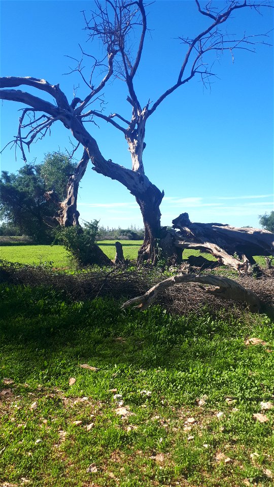A dead argania tree