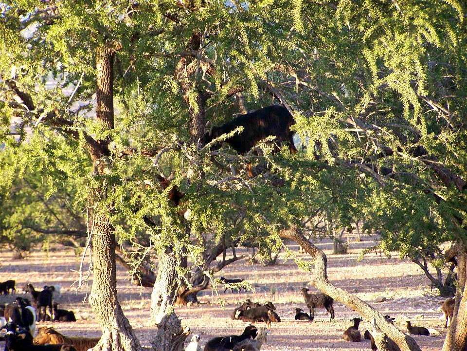 A goat eating Argan fruit in an Argan tree in Morocco, southeast of Agadir.