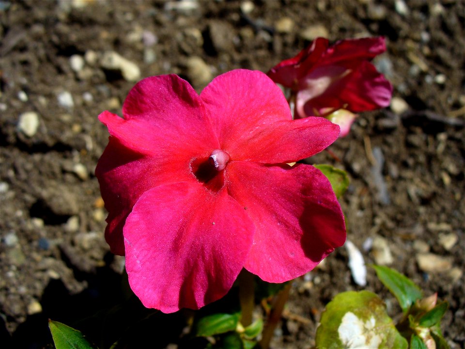 I am the originator of this photo. I hold the copyright. I release it to the public domain. This photo depicts a flower.