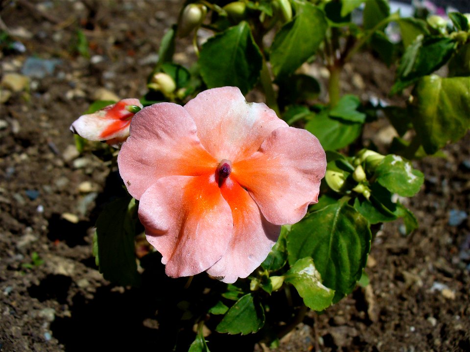 I am the originator of this photo. I hold the copyright. I release it to the public domain. This photo depicts a flower.