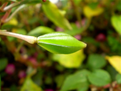 Buah kotak sejenis pacar air (Impatiens walleriana).