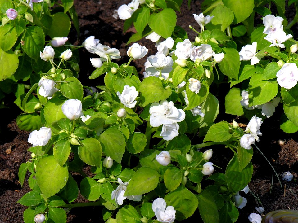 Valero sprigė (Impatiens walleriana)
Šeima. Spriginiai (Balsaminaceae)

Fotografavo: Algirdas, 2006 m. gegužės 10 d., Lietuva