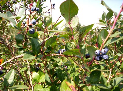 A blueray blueberry bush full of blueberrys at The Blueberry Patch near Mansfield, Ohio, USA.