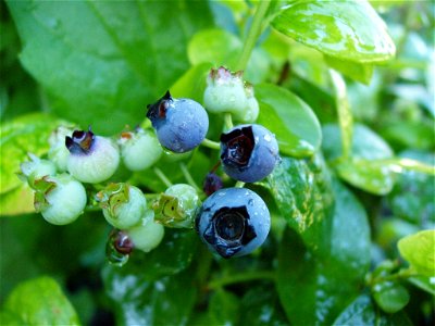 A maturing polaris blueberry (Vaccinium corymbosum 'Polaris') plant