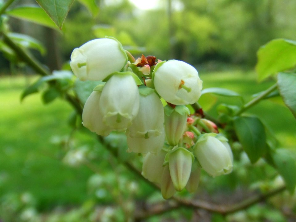 Vaccinium corymbosum, picture taken at the Botanische Tuin TU Delft in Delft, The Netherlands