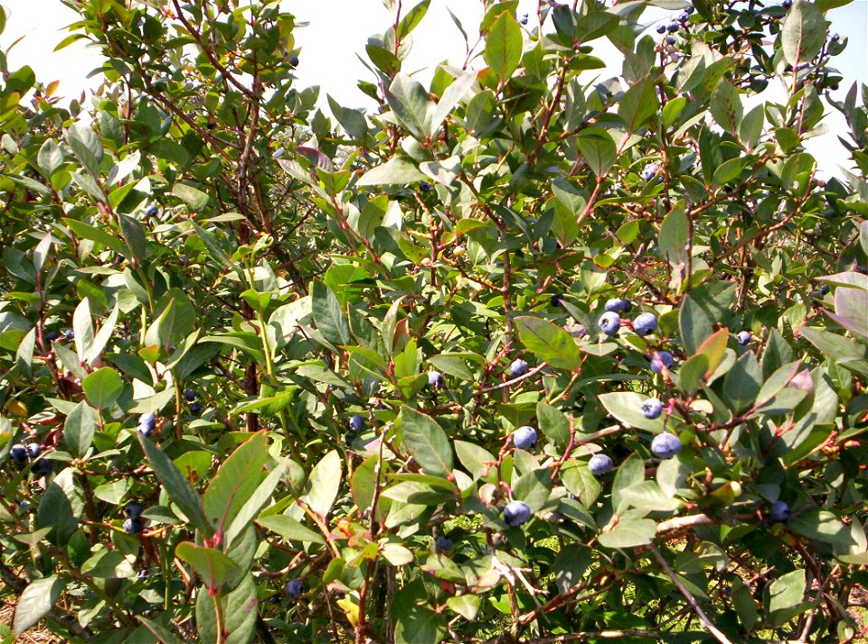 A blueray blueberry bush full of blueberrys at The Blueberry Patch near Mansfield, Ohio, USA.