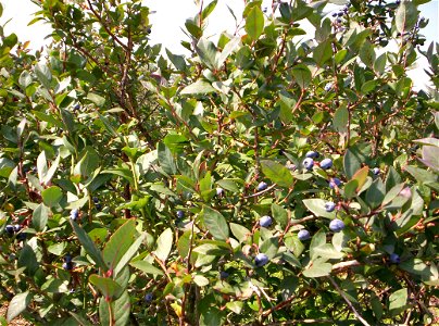 A blueray blueberry bush full of blueberrys at The Blueberry Patch near Mansfield, Ohio, USA.