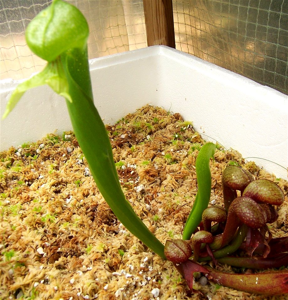 Darlingtonia californica. Photo was taken and made by an author of the Darlingtonia californica page.