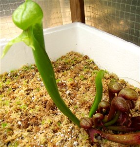Darlingtonia californica. Photo was taken and made by an author of the Darlingtonia californica page.