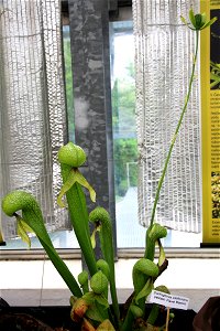 Plant Darlingtonia californica on Exhibition of Carnivorous plants in the Botanical Gardens of Charles University, 12. - 21.06.2015 Prague, Czech Republic