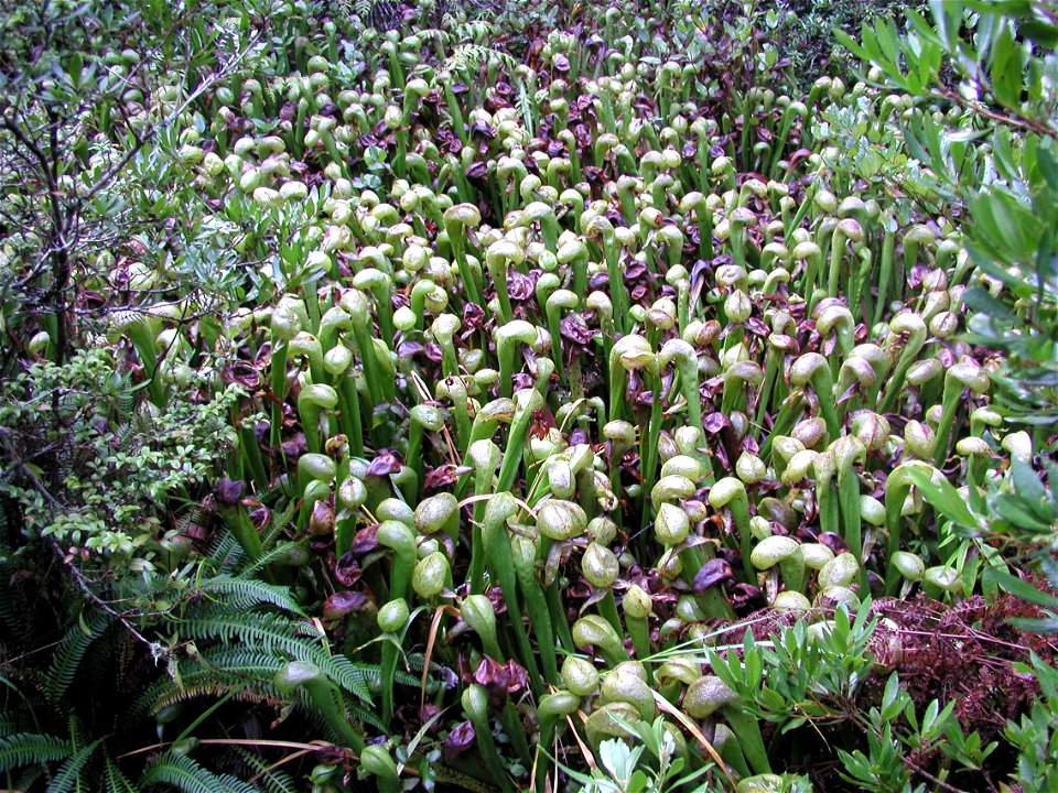 Cobra lilies at the Darlingtonia Botanical Wayside