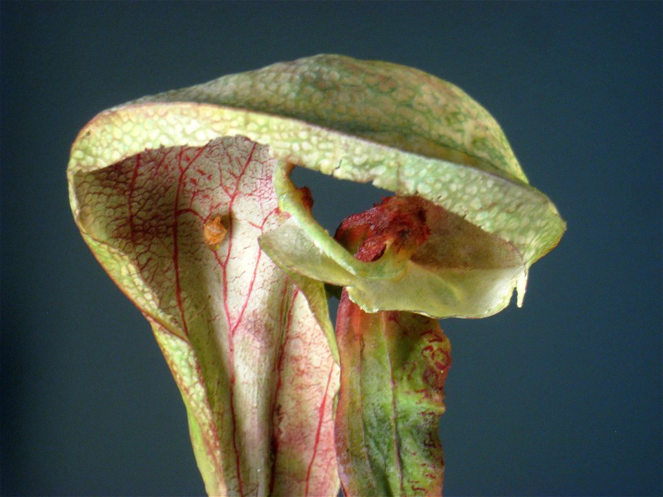 Botanical model of Darlingtonia californica by George and Paul Marchand in the Buffalo Museum of Science, Buffalo, New York, USA.