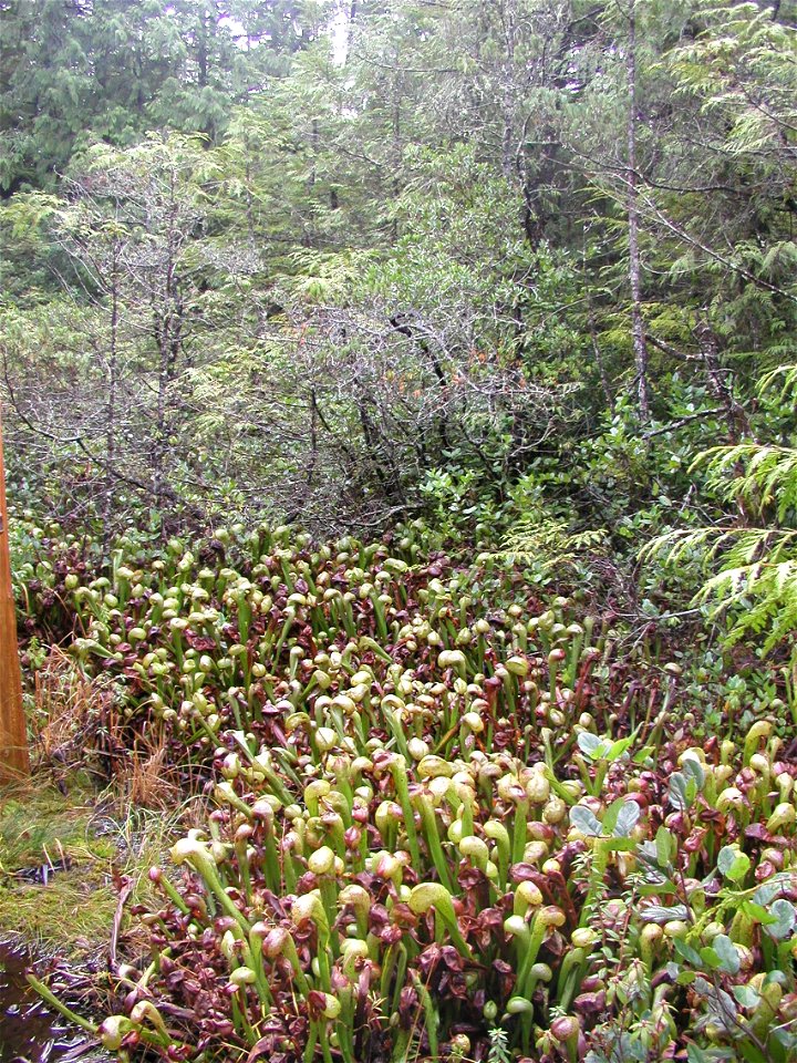 Cobra lilies at the Darlingtonia Botanical Wayside