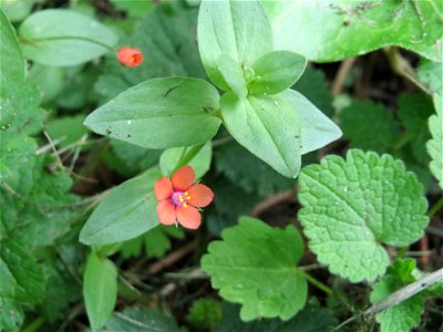 Acker-Gauchheil (Lysimachia arvensis oder Anagallis arvensis) in Schwetzingen