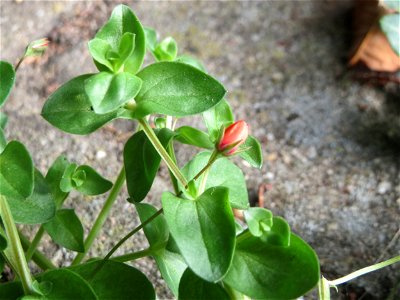 Acker-Gauchheil (Lysimachia arvensis oder Anagallis arvensis) in Schwetzingen
