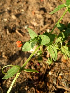 Acker-Gauchheil (Lysimachia arvensis oder Anagallis arvensis) in Saarbrücken