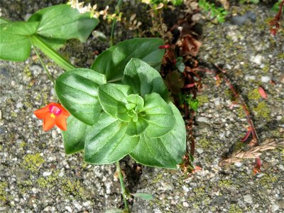 Acker-Gauchheil (Lysimachia arvensis oder Anagallis arvensis) in Schwetzingen