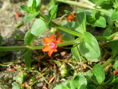 Acker-Gauchheil (Lysimachia arvensis oder Anagallis arvensis) in Schwetzingen