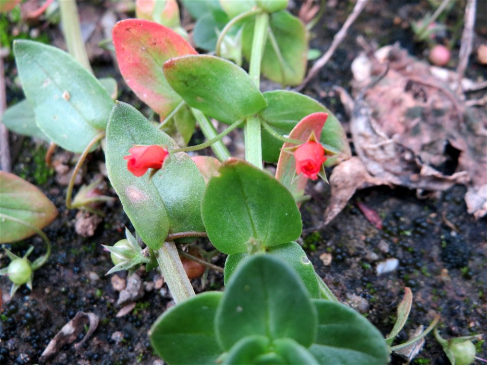 Acker-Gauchheil (Lysimachia arvensis oder Anagallis arvensis) auf einer Ruderalfläche in Saarbrücken