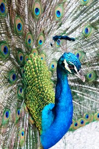 Swamp colorful peacock