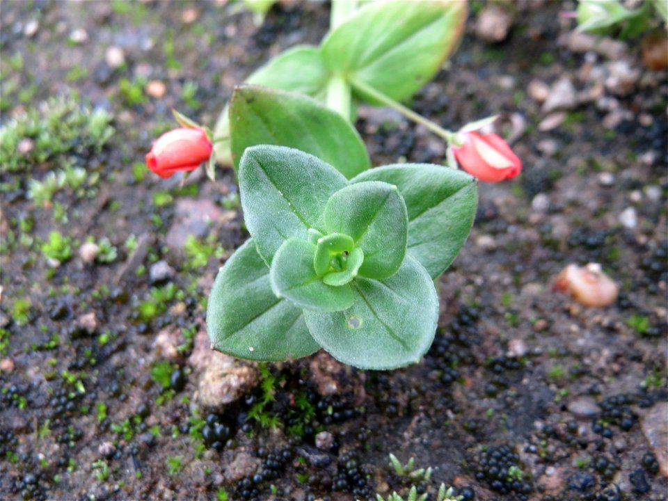 Acker-Gauchheil (Lysimachia arvensis oder Anagallis arvensis) auf einer Ruderalfläche in Saarbrücken