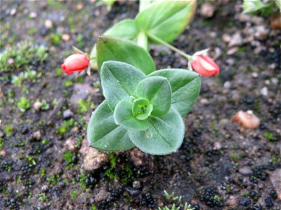 Acker-Gauchheil (Lysimachia arvensis oder Anagallis arvensis) auf einer Ruderalfläche in Saarbrücken