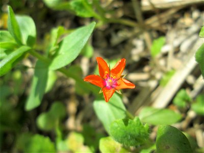 Acker-Gauchheil (Lysimachia arvensis oder Anagallis arvensis) auf einer Acker-Brachfläche bei Brebach