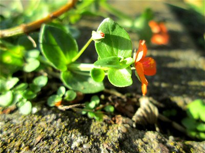 Acker-Gauchheil (Lysimachia arvensis oder Anagallis arvensis) in Alt-Saarbrücken