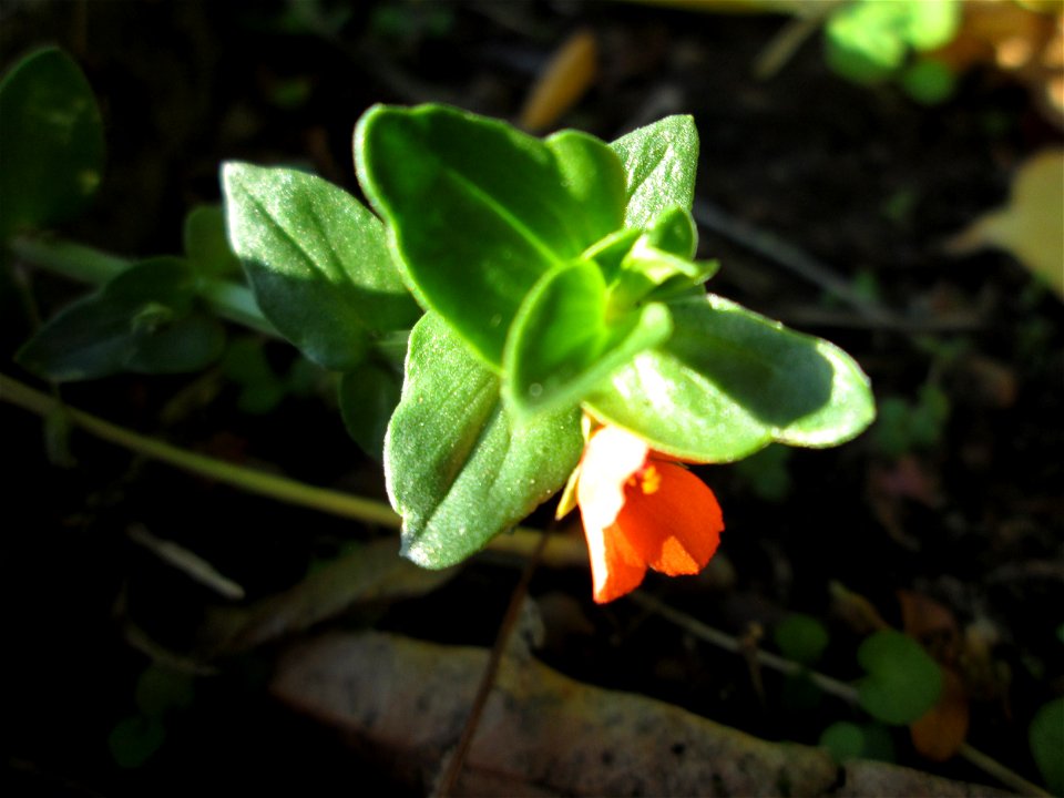 Acker-Gauchheil (Lysimachia arvensis oder Anagallis arvensis) in Alt-Saarbrücken