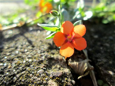 Acker-Gauchheil (Lysimachia arvensis oder Anagallis arvensis) in Alt-Saarbrücken